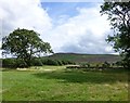 Dry stone wall