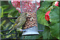 Greenfinch (Chloris chloris), Melling