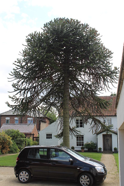 Monkey Puzzle Tree, High Street, South Clifton