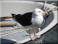 Great Black-backed Gull