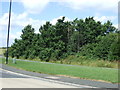 Trees beside the A1056