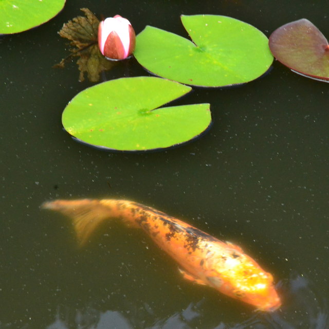 Koi carp in a lily pond © Peter Barr :: Geograph Britain and Ireland