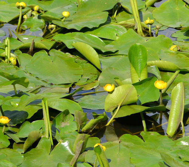 Water lilies, Lisburn