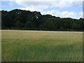 Crop field towards Gosforth Wood