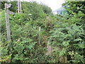 Overgrown footbridge