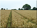 Wheat field