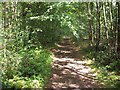 Path on Wotton Common