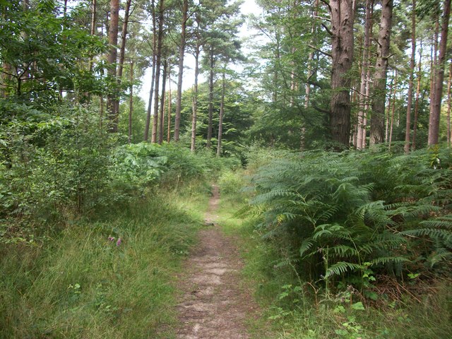 Path in Pasture Wood © michael :: Geograph Britain and Ireland