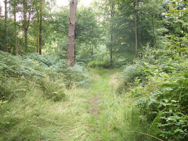 Path in Pasture Wood