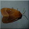 Oak Eggar (Lasiocampa quercus) female