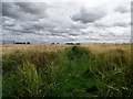 Footpath through a wheat field