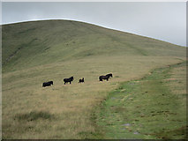 SD6593 : Fell ponies in the Howgills by Lis Burke