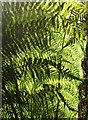 SX9150 : Tree fern fronds, Coleton Fishacre by Derek Harper