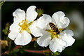 Syrphus sp. hoverfly, Melling