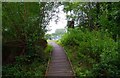 Boardwalk in Spennells Valley Nature Reserve, Spennells, Kidderminster