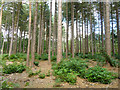 TQ2733 : Pine plantation, Tilgate Forest by Robin Webster