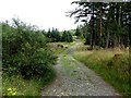 Track, Davagh Forest