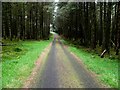 H7084 : Forest road, Davagh Forest by Kenneth  Allen