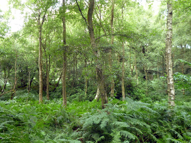Open woodland with bracken, Tilgate Forest