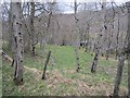 Birch woods beside the Spey