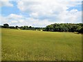 TQ6411 : Fields at Comphurst by Paul Gillett