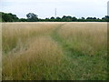 Path across Tolworth Court Farm Fields