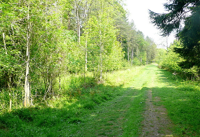 Track in Heath Wood