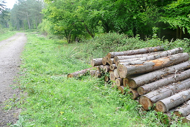 Log pile in Homefield Wood