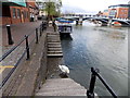 A Thames swan, Windsor