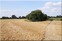 TL5357 : Footpath through the stubble by Mr Ignavy