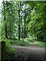 Thornhill Trail through woodland