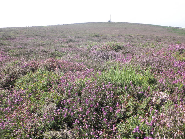 Heather in bloom, on Butter Hill