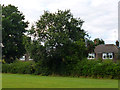 Tree, Knepp Close playing field, Pound Hill, Crawley