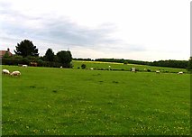 SP6495 : Meadow by Wistow Lodge Farm by Andrew Tatlow