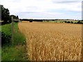 Start of footpath to Little Burstead