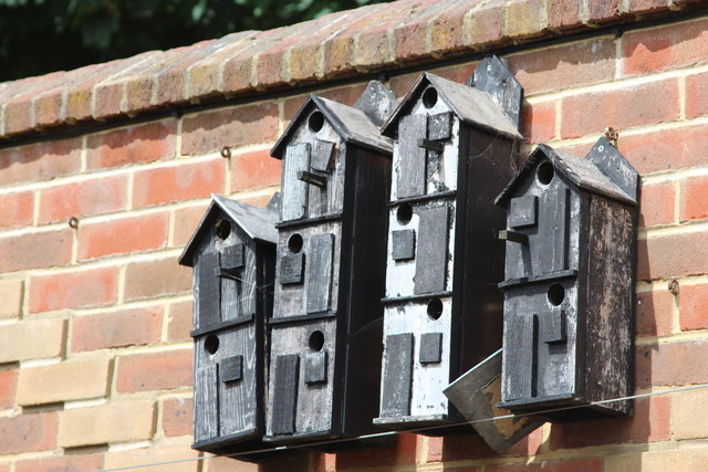 Bird boxes in the walled garden