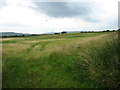 Fields north of Torpenhow