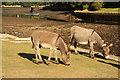 SU3802 : Beaulieu donkeys by Richard Croft