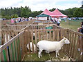 SU1308 : Somerley Park, sheep by Mike Faherty