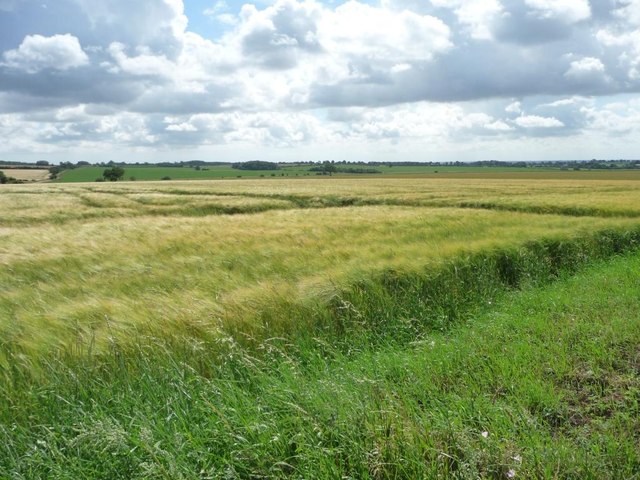 Barley field on a windy day