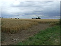 Crop field, Moor Farm