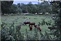 Mid Devon : Grassy Field & Cattle