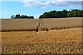 SU4126 : Tractor tracks through crop field by David Martin