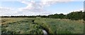 Woodham Fen Reserve