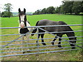 Horses in field near Heaton