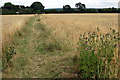 Path across the field towards Netherwood