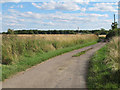 Track to Bush Farm, Gallows Green