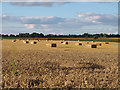 Wheat and Bales, near Richmond