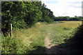 Path towards the woods