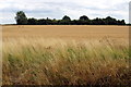 Copse over the field